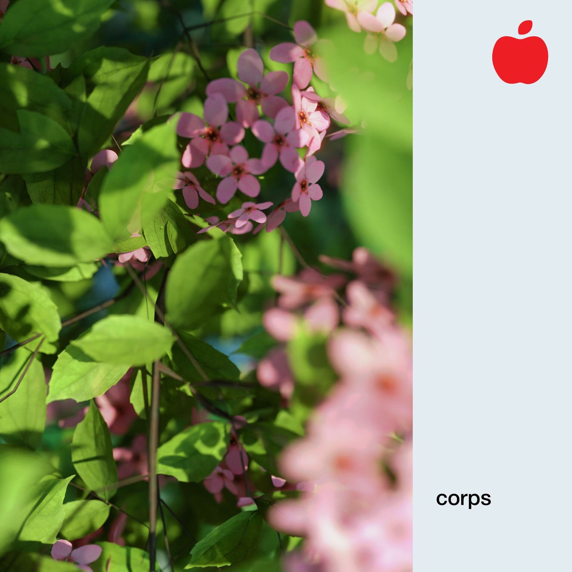 Album cover of Corps