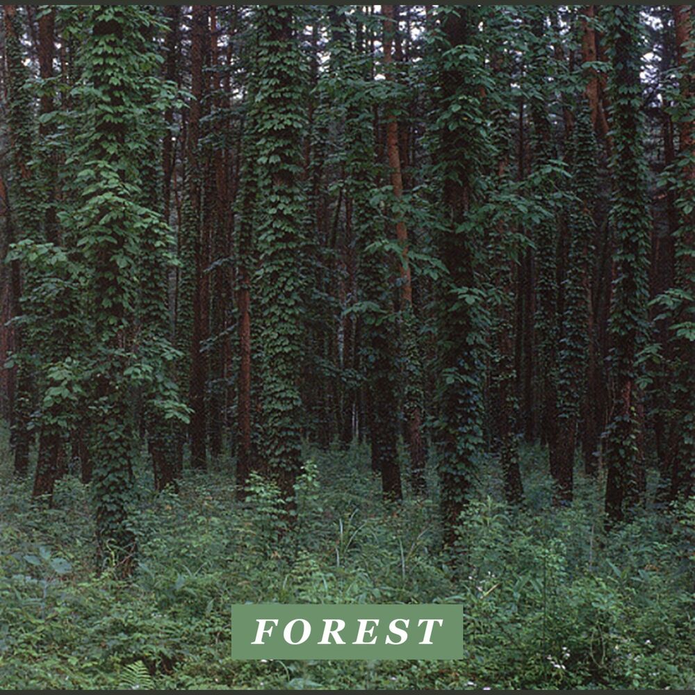 Picture of Forest