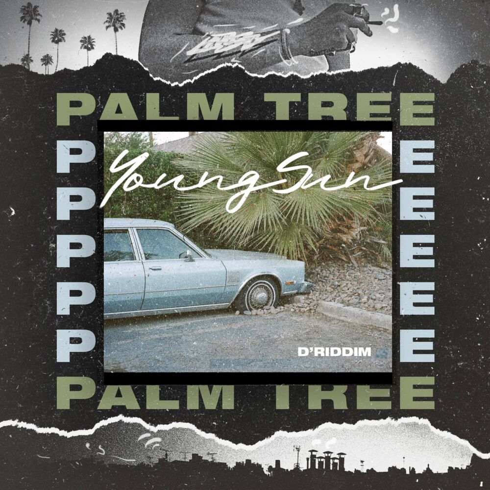 Picture of Palm Tree