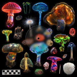 Pochette album