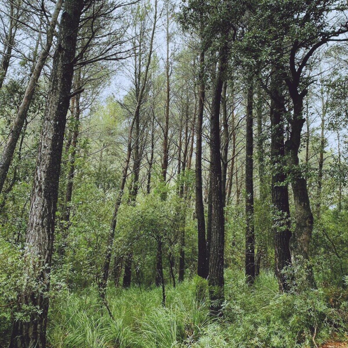 Album cover of Evergreen Oak