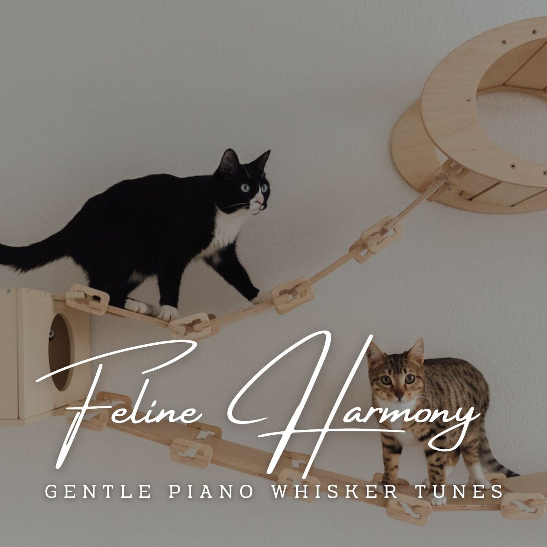 Album cover of Piano Purrscapes: Feline Harmony