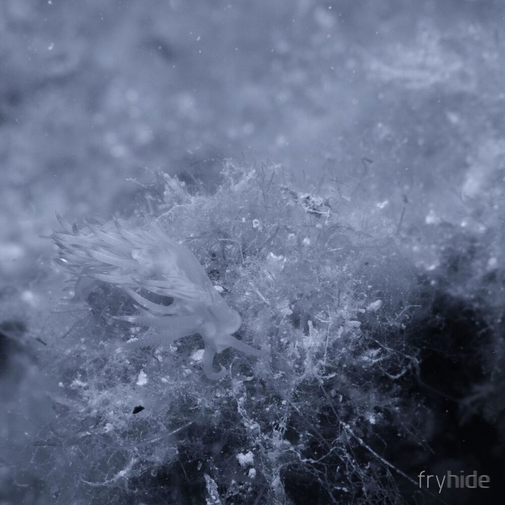 Picture of Submarine EP