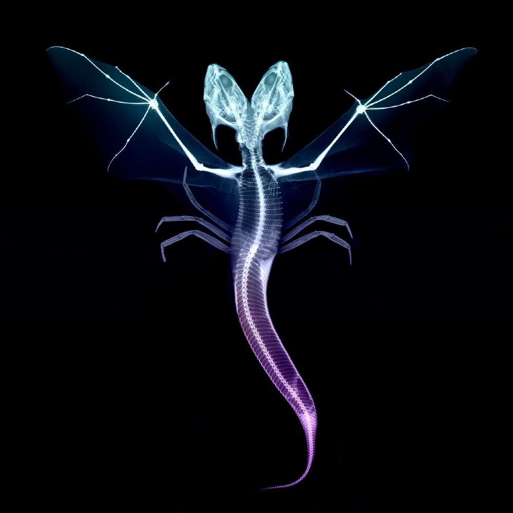 Picture of Animal (Capyac Remix)