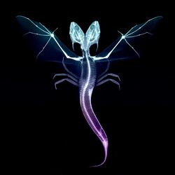 Cover of Animal (Capyac Remix)
