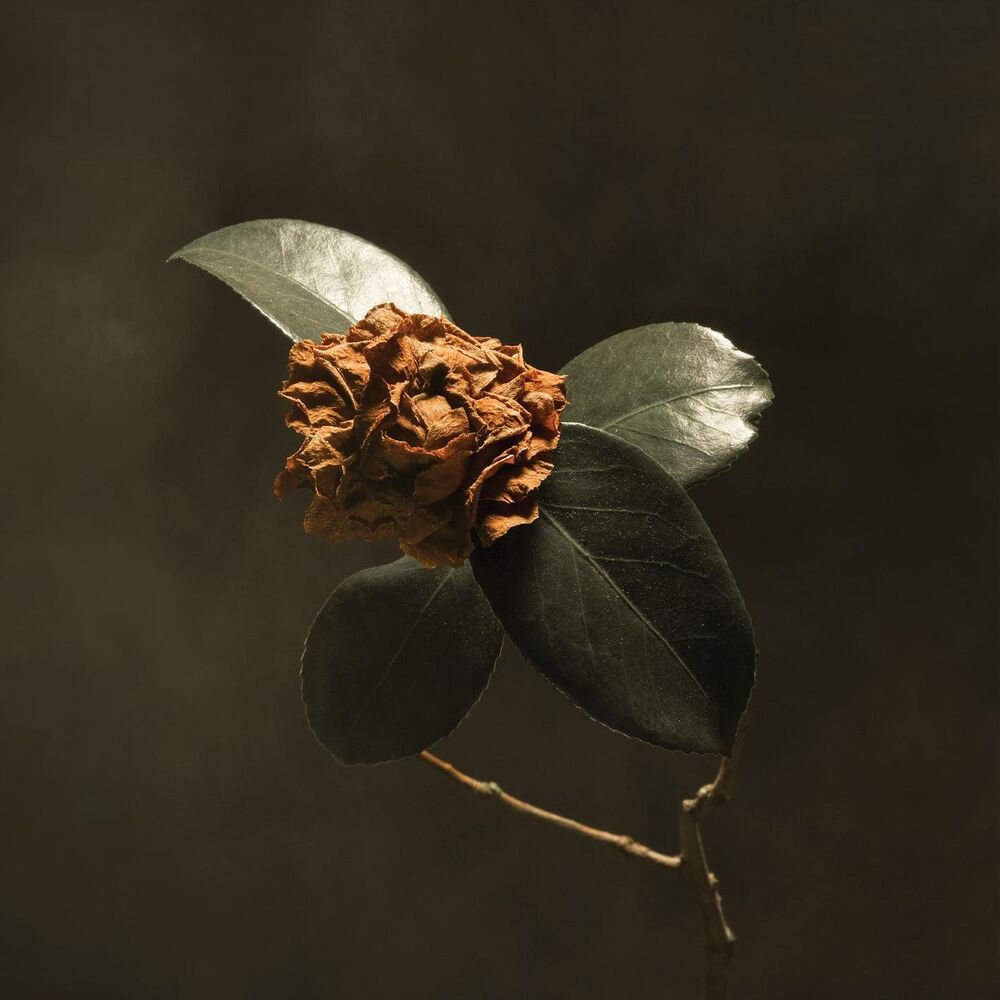 Picture of Young Sick Camellia