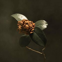 Cover of Young Sick Camellia