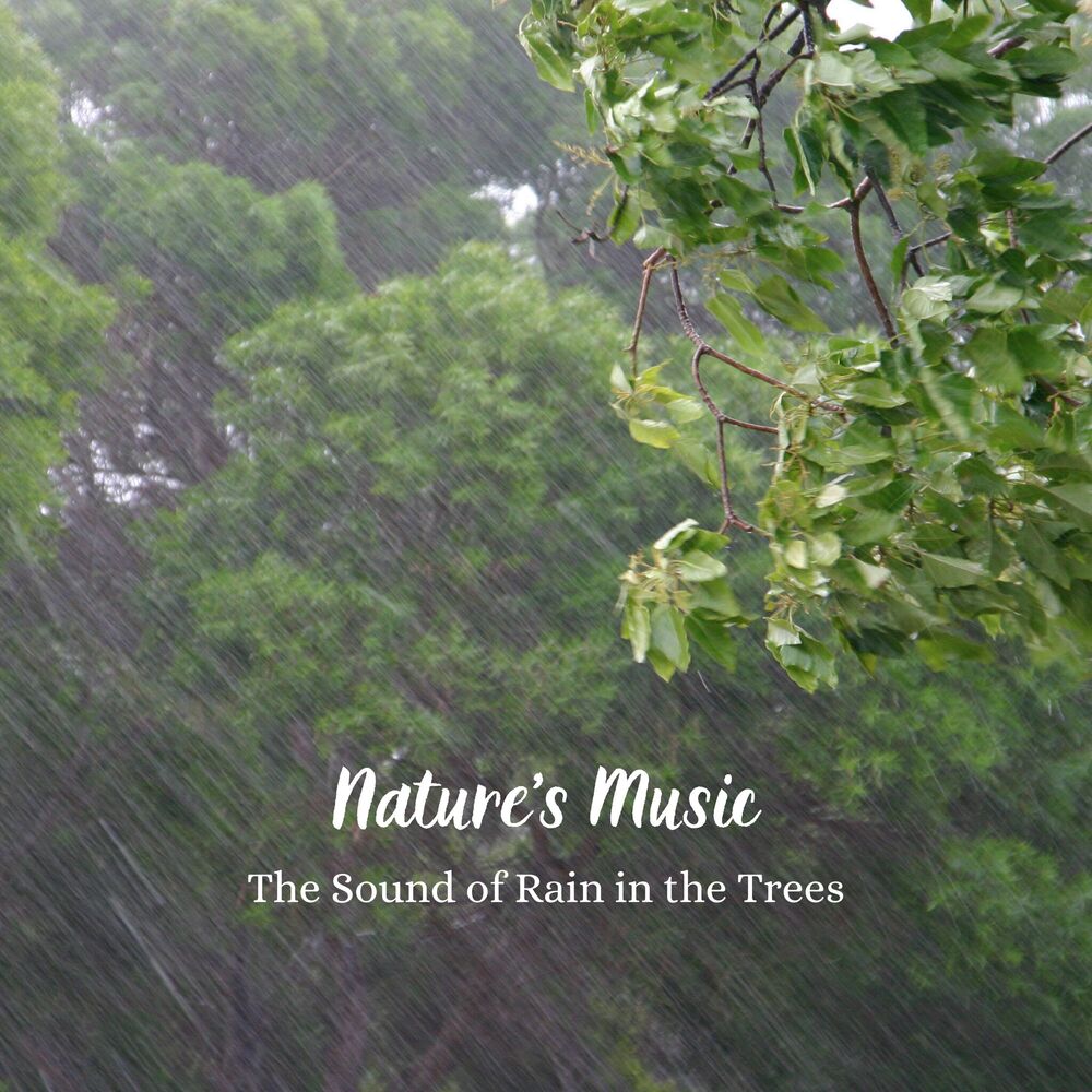 Picture of Nature's Music: The Sound of Rain in the Trees