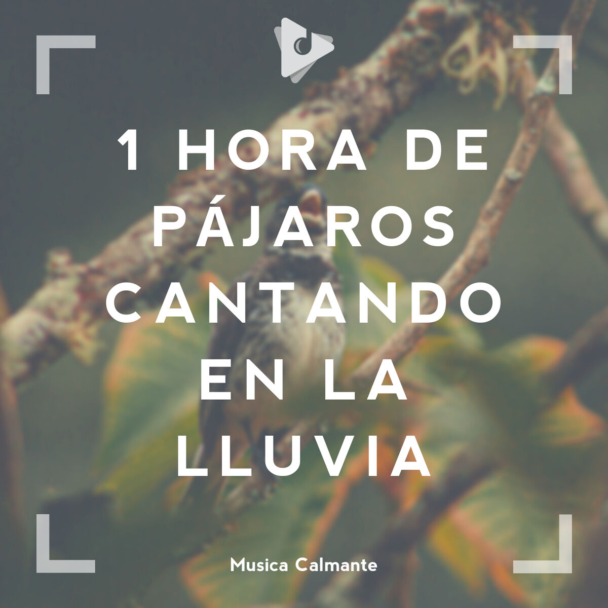 Album cover of 1 Hora de Pájaros Cantando en la Lluvia