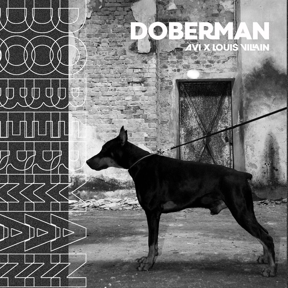 Picture of Doberman