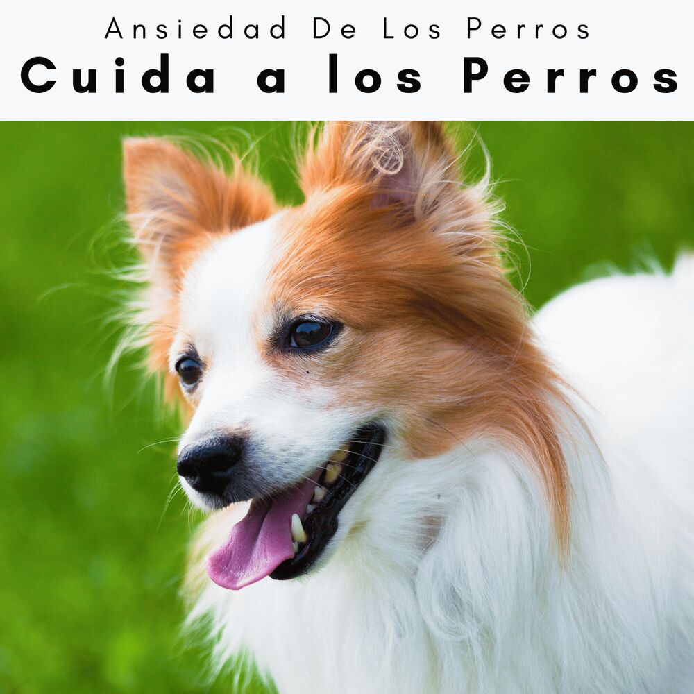 Picture of 4 Patas: Cuida a los Perros