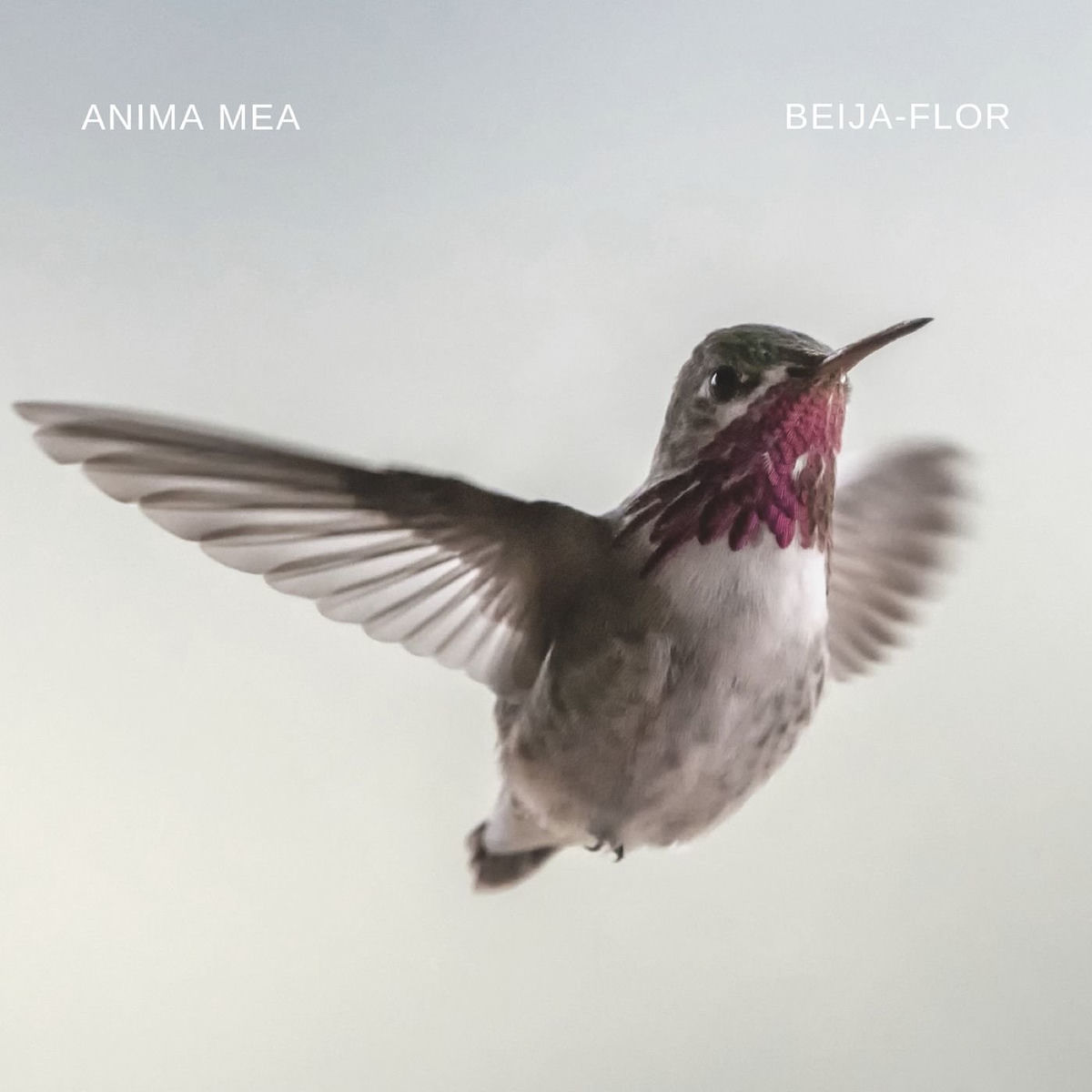 Album cover of Beija-Flor