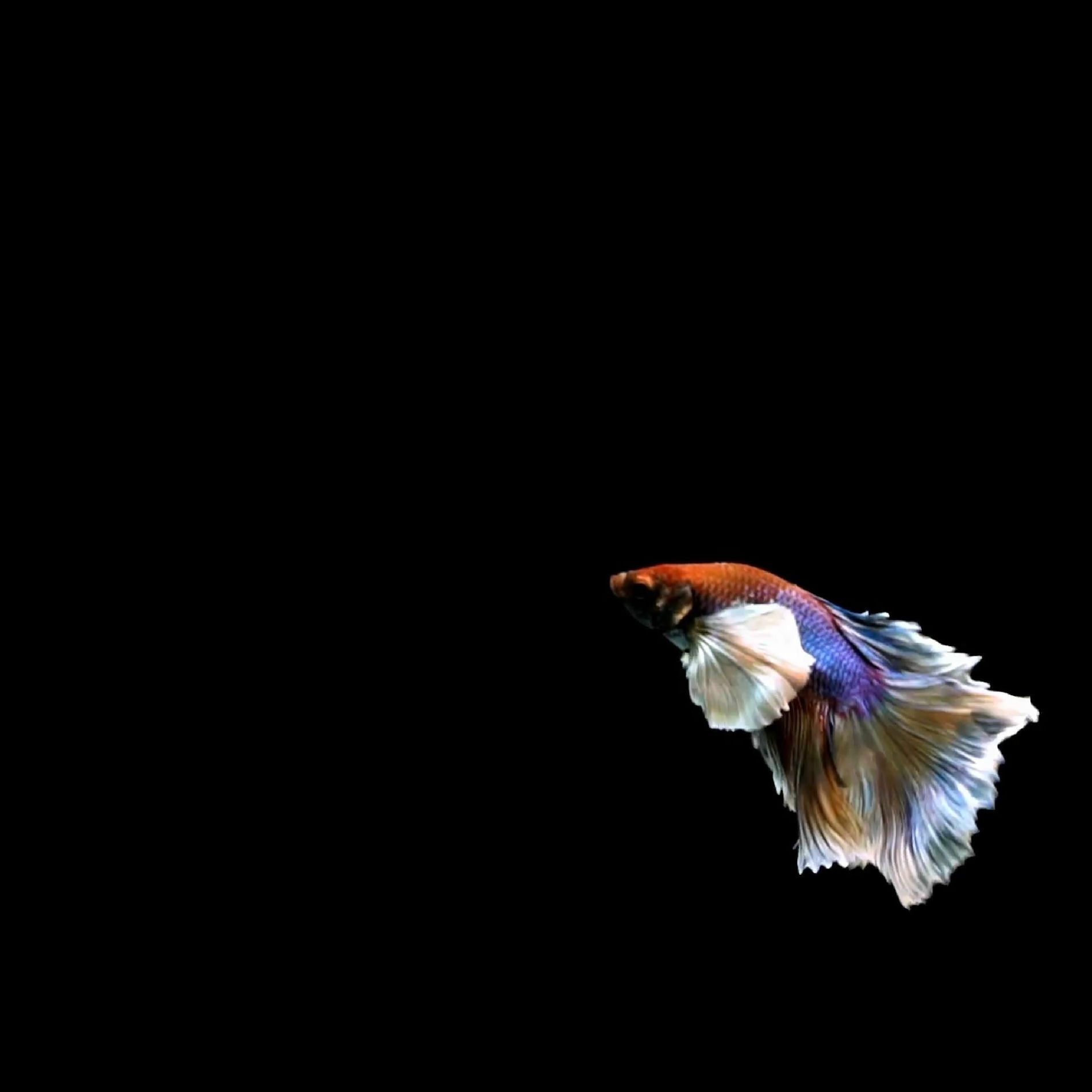 Album cover of Loungin'