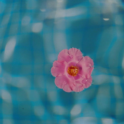 Flor(es)ser