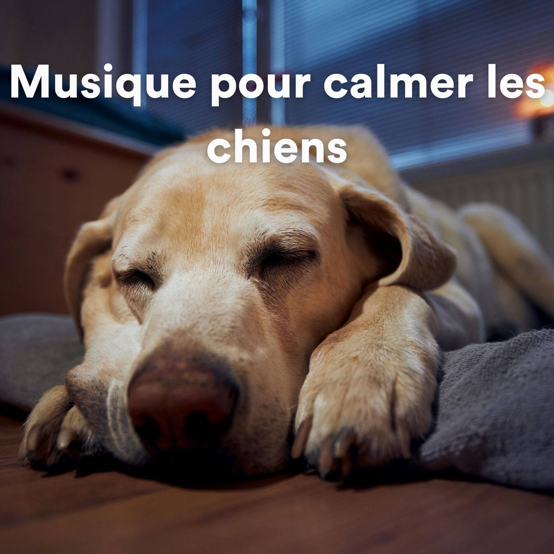 Album cover of Musique pour calmer les chiens, pt. 4