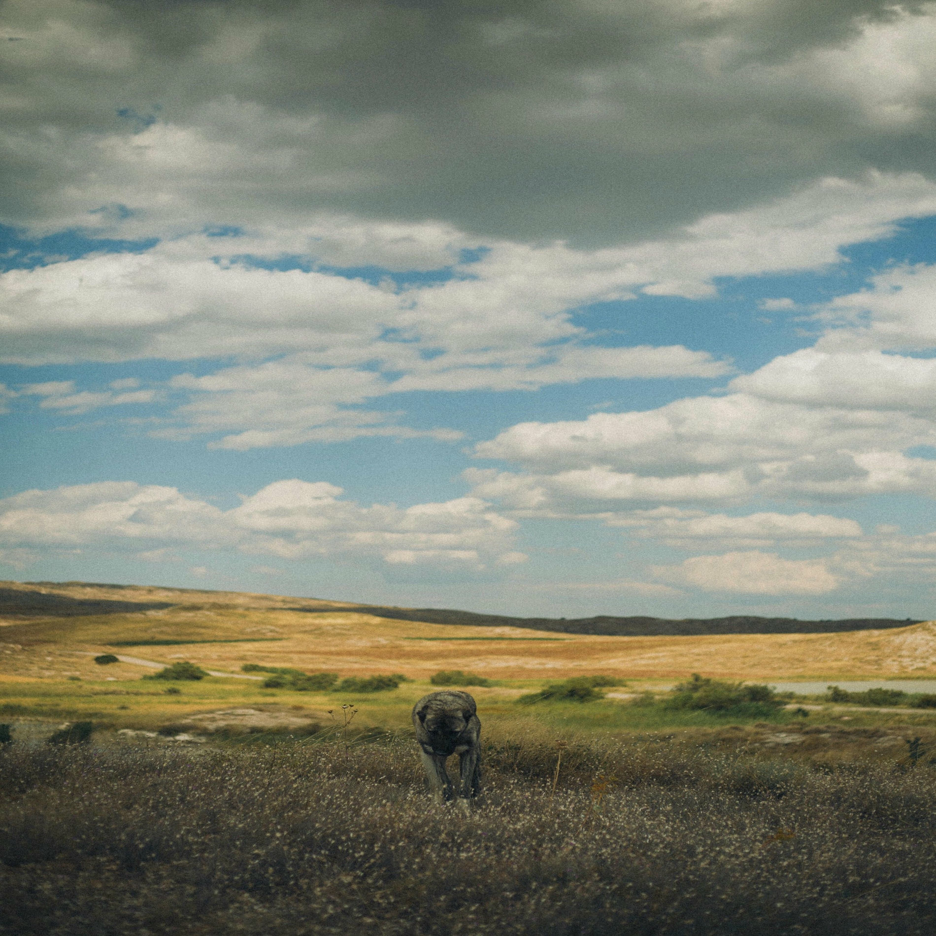 Album cover of En el Pein