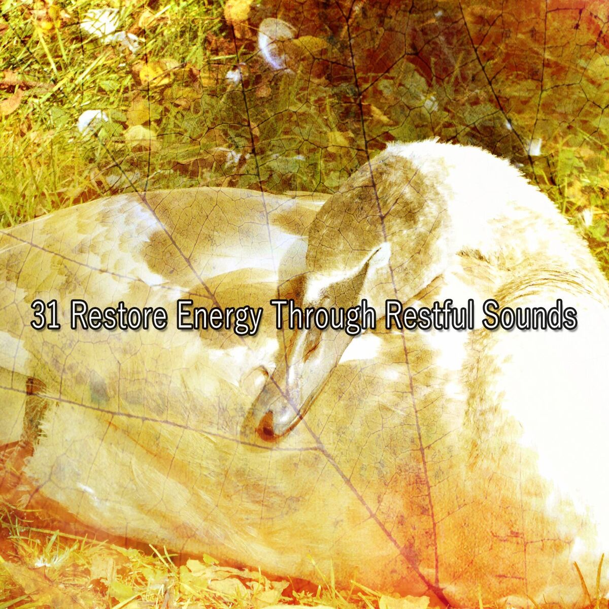Album cover of 31 Restore Energy Through Restful Sounds