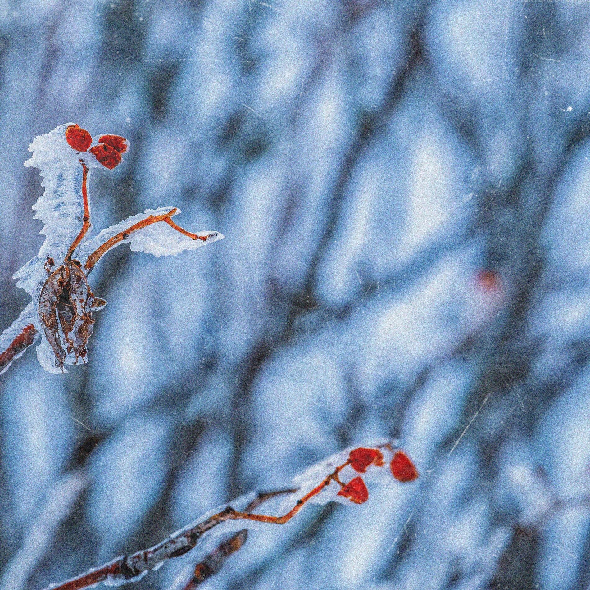 Album cover of Memories of a Winter Day