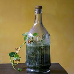 Cover of Reuse