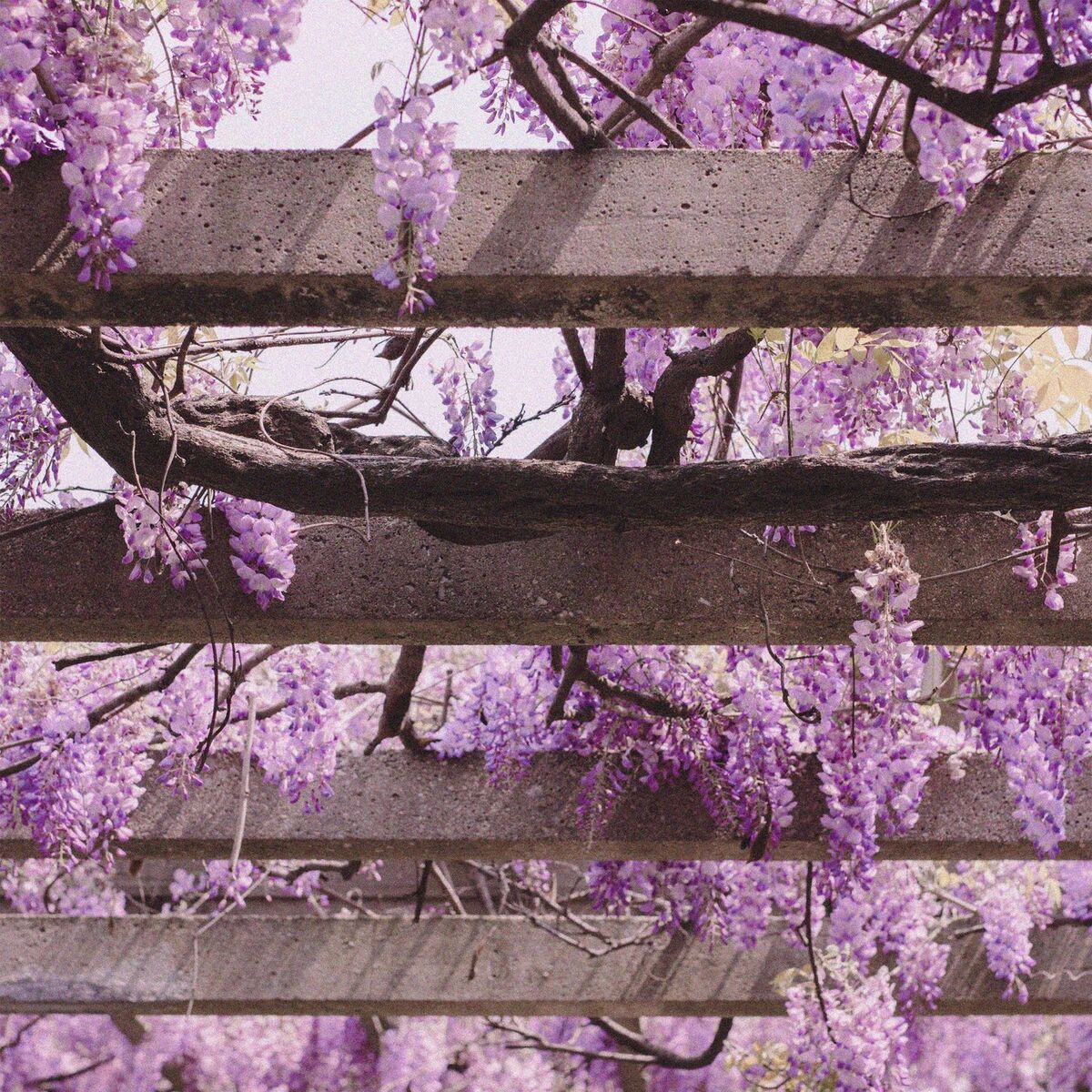 Album cover of Cherry Blossoms