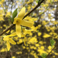 SPRING TO LIFE
