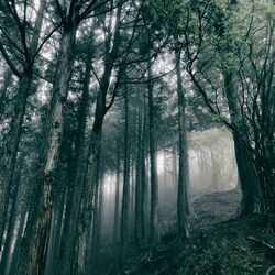 Cover of In The Dark Woods