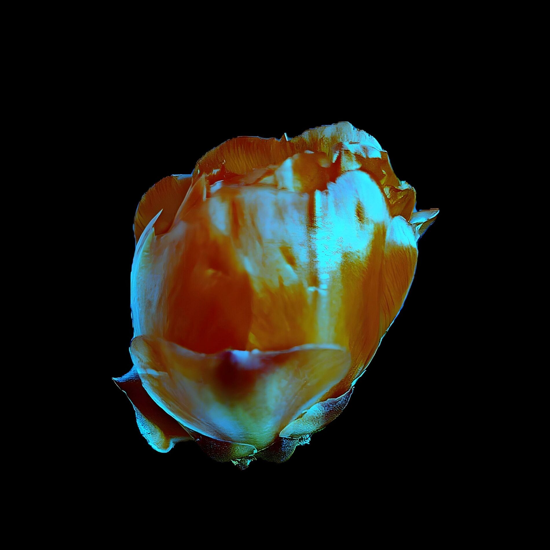 Album cover of Fleurs de Bach