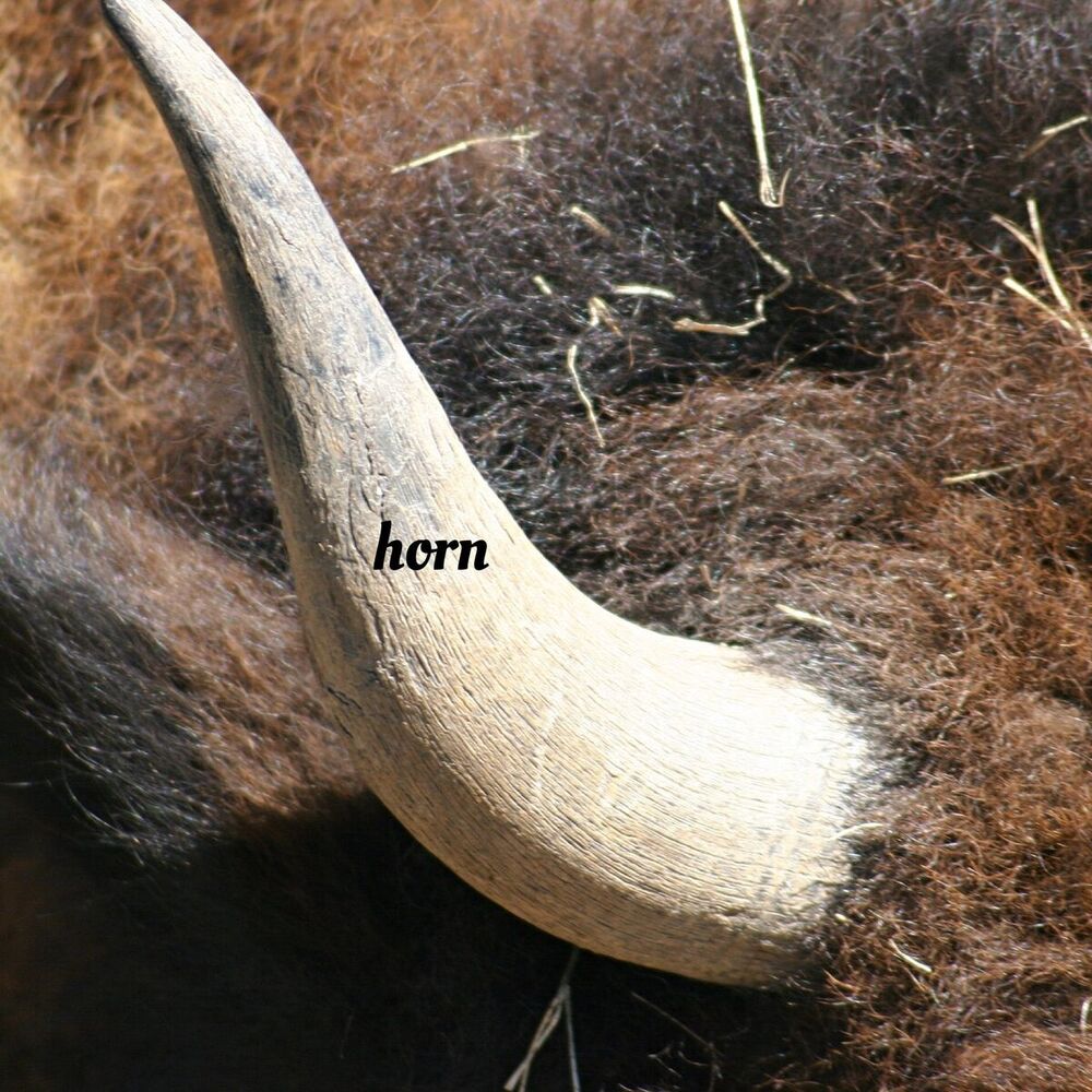 Picture of horn