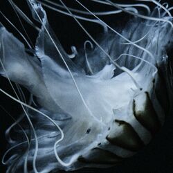 Cover of Lotus Eater
