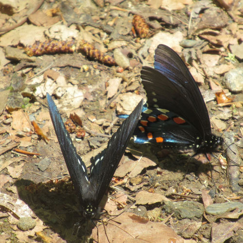 Swallowtail Mornings sleeve