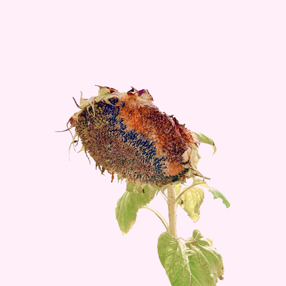 Picture of Without even realizing that flowers were withering, we longed for Spring