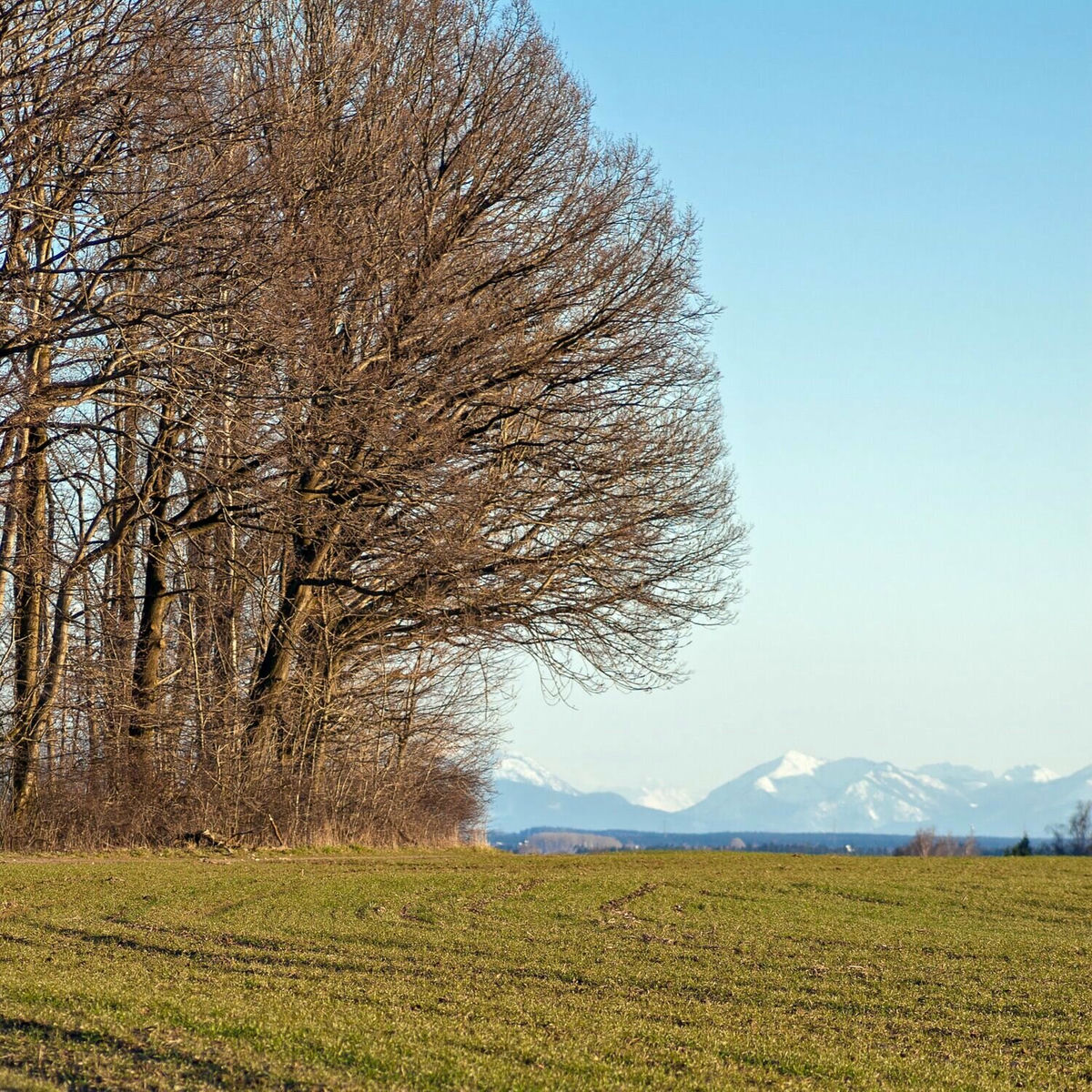Album cover of Bibke