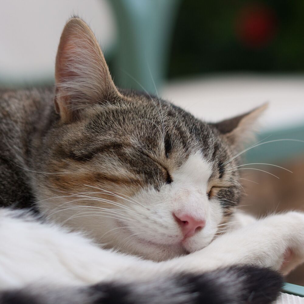 Picture of Radiant Catnap Lullabies: Serene Lofi Soundscapes of Rest