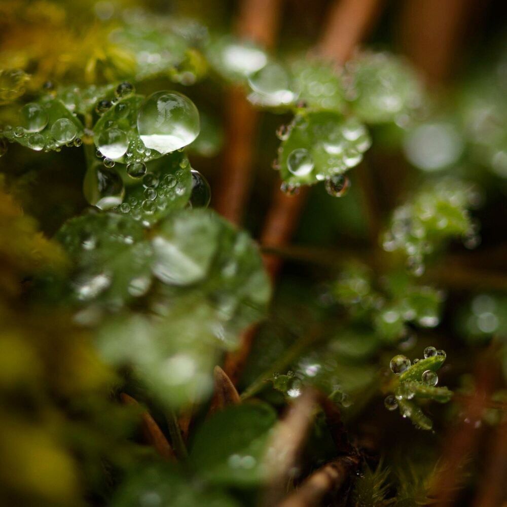 Picture of Rainy Forest Retreat: Serenity Meditation for Inner Calm, Spiritual Balance, and Deep Relaxation