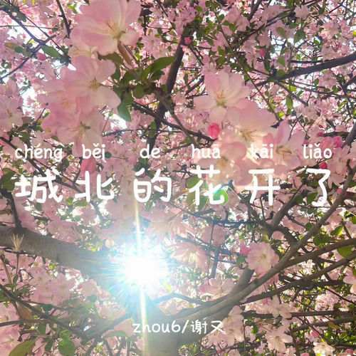 城北的花开了