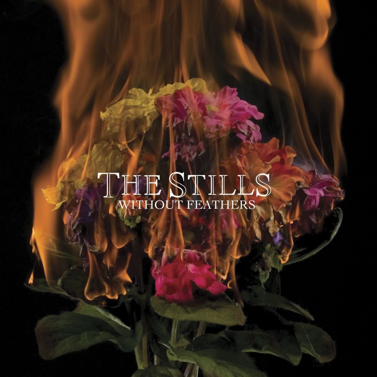 Album cover of Without Feathers