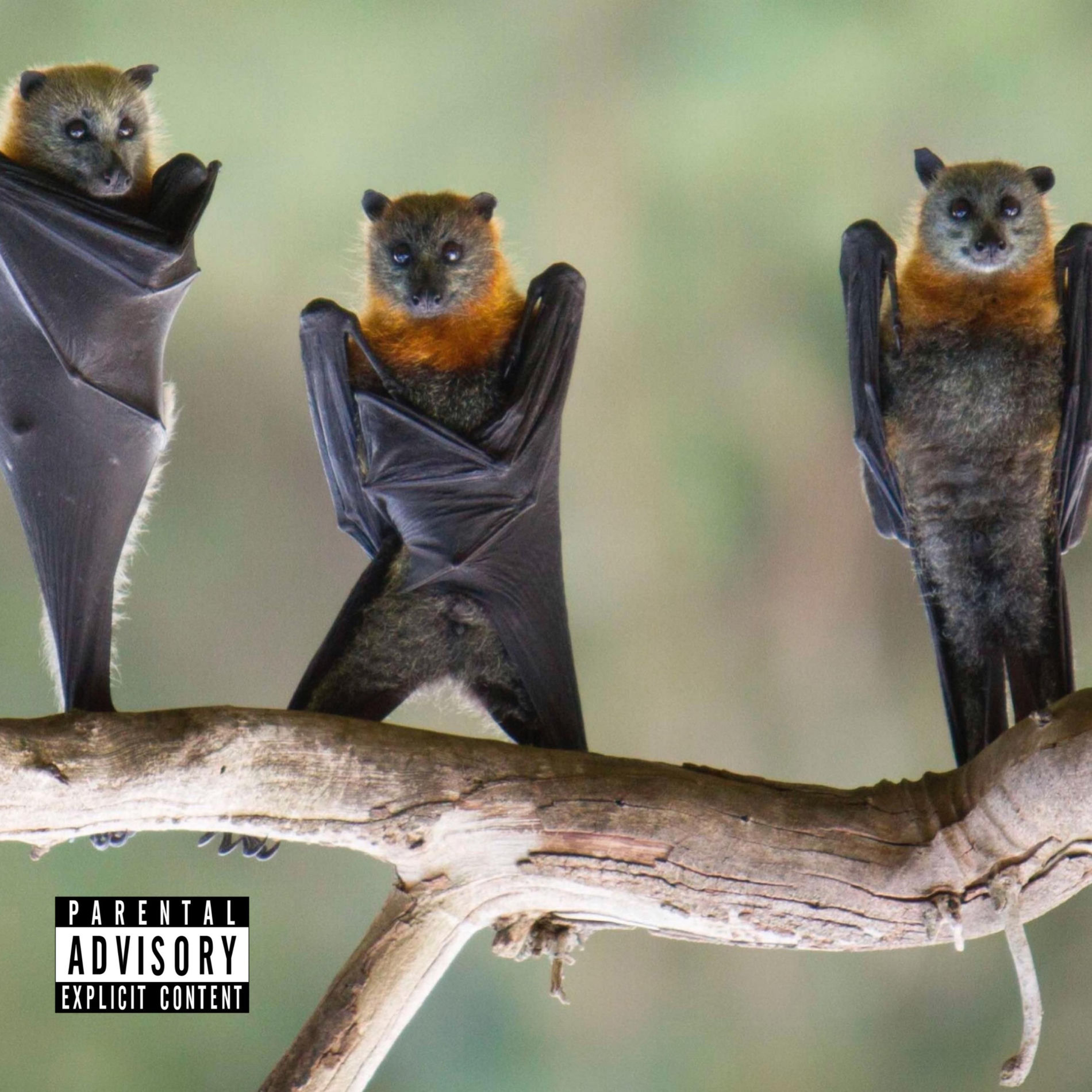 Album cover of Bat Talk 3