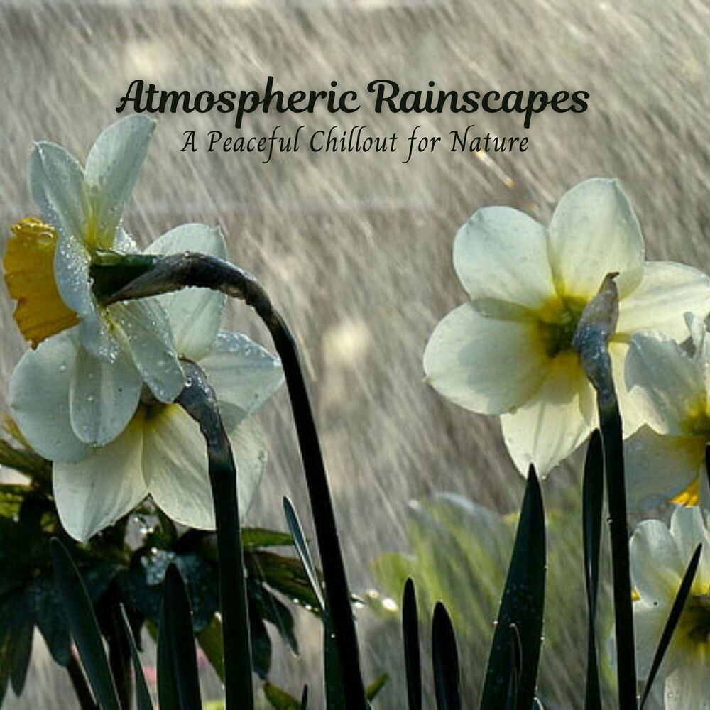 Picture of Atmospheric Rainscapes: A Peaceful Chillout for Nature
