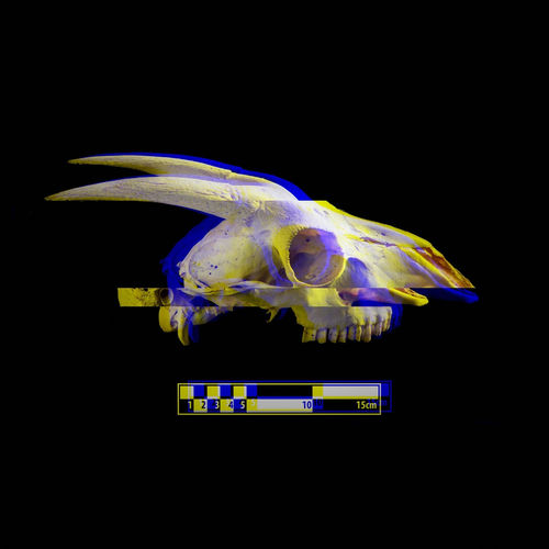 Death Reverberates