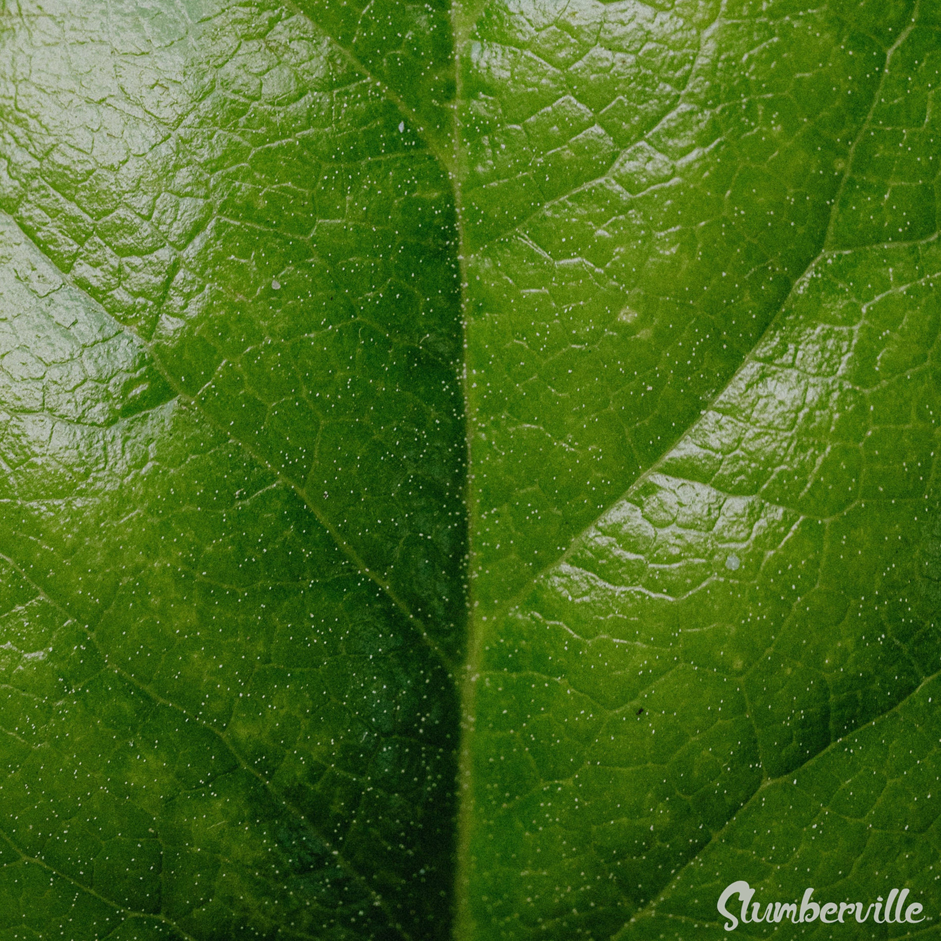 Album cover of Himalayas