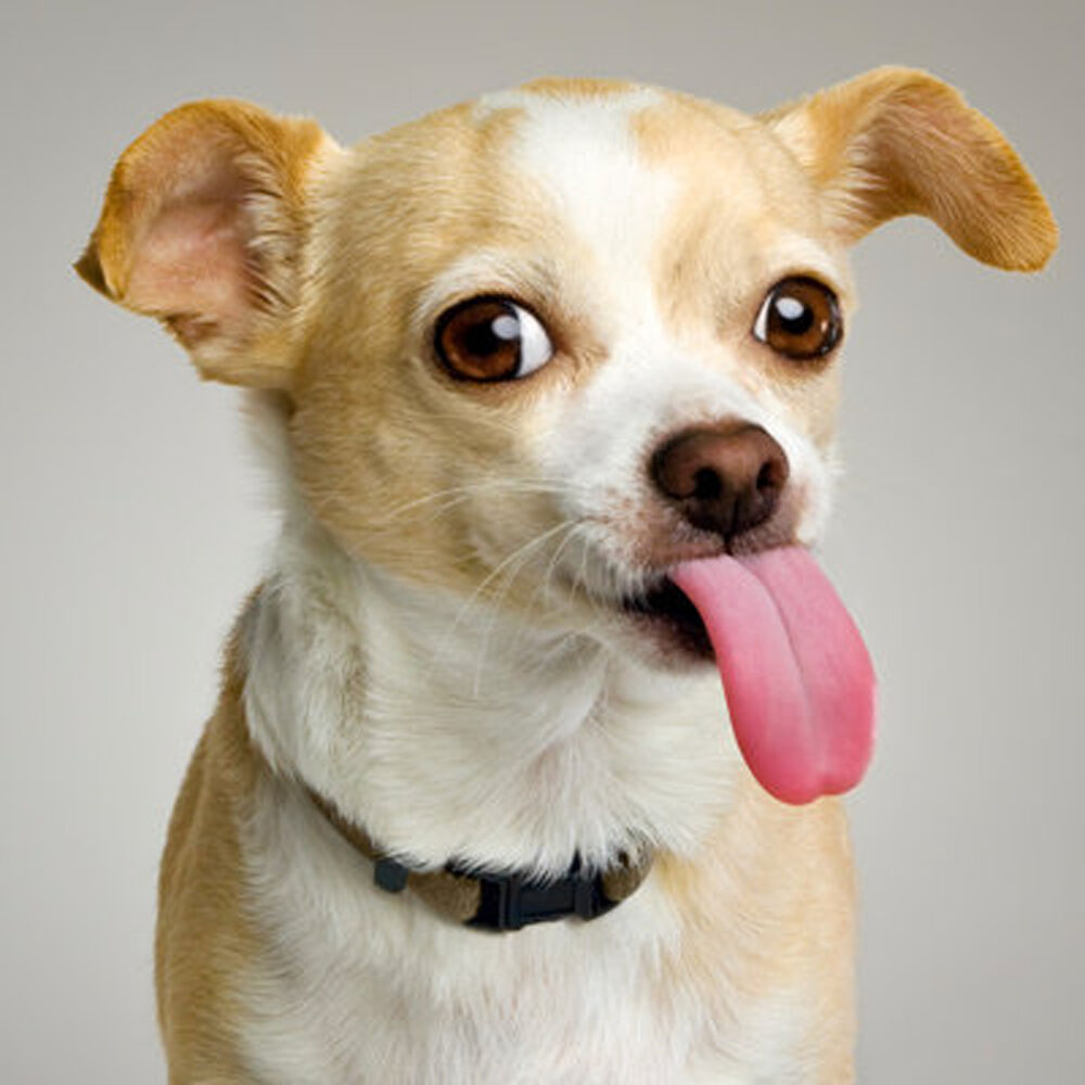 Picture of Tom's Dog (asdfmovie5 theme)