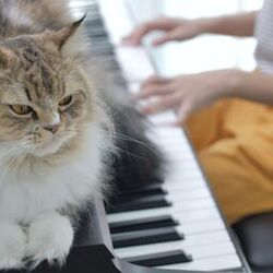 Cover of Tranquil Feline Serenades: Piano Dreams for Cats
