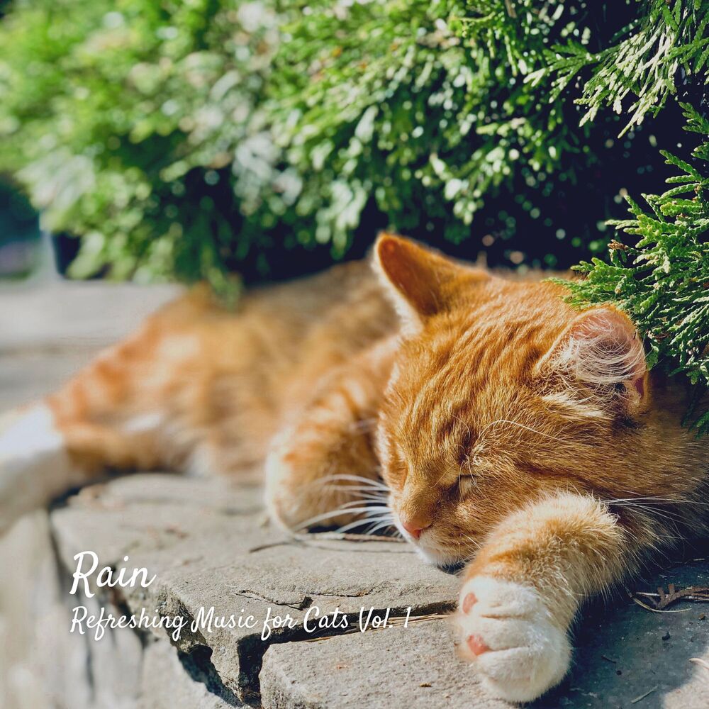 Picture of Rain: Refreshing Music for Cats Vol. 1