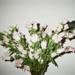 Cover of Drip