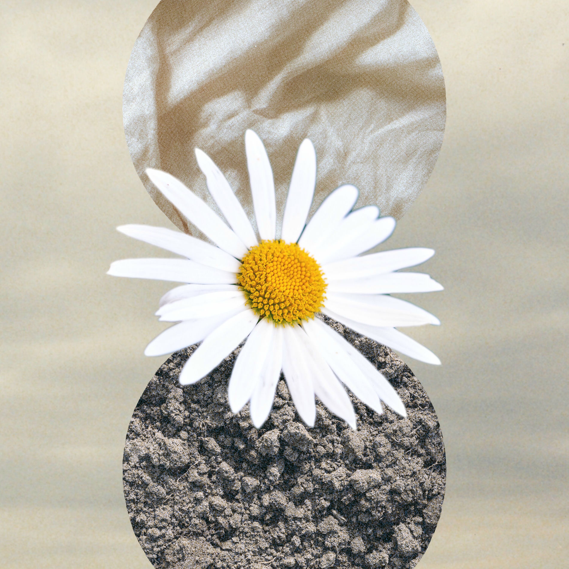 Album cover of Chasing Daisies