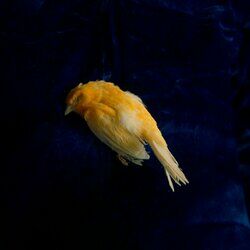 Cover of Left Behind