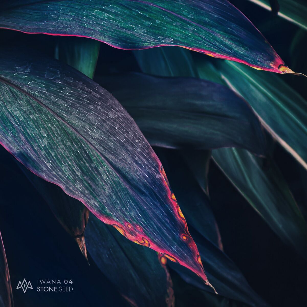 Album cover of IWANA 04