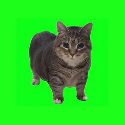 Cover of OIIA OIIA (Spinning Cat)