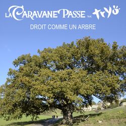 Cover of Droit comme un arbre