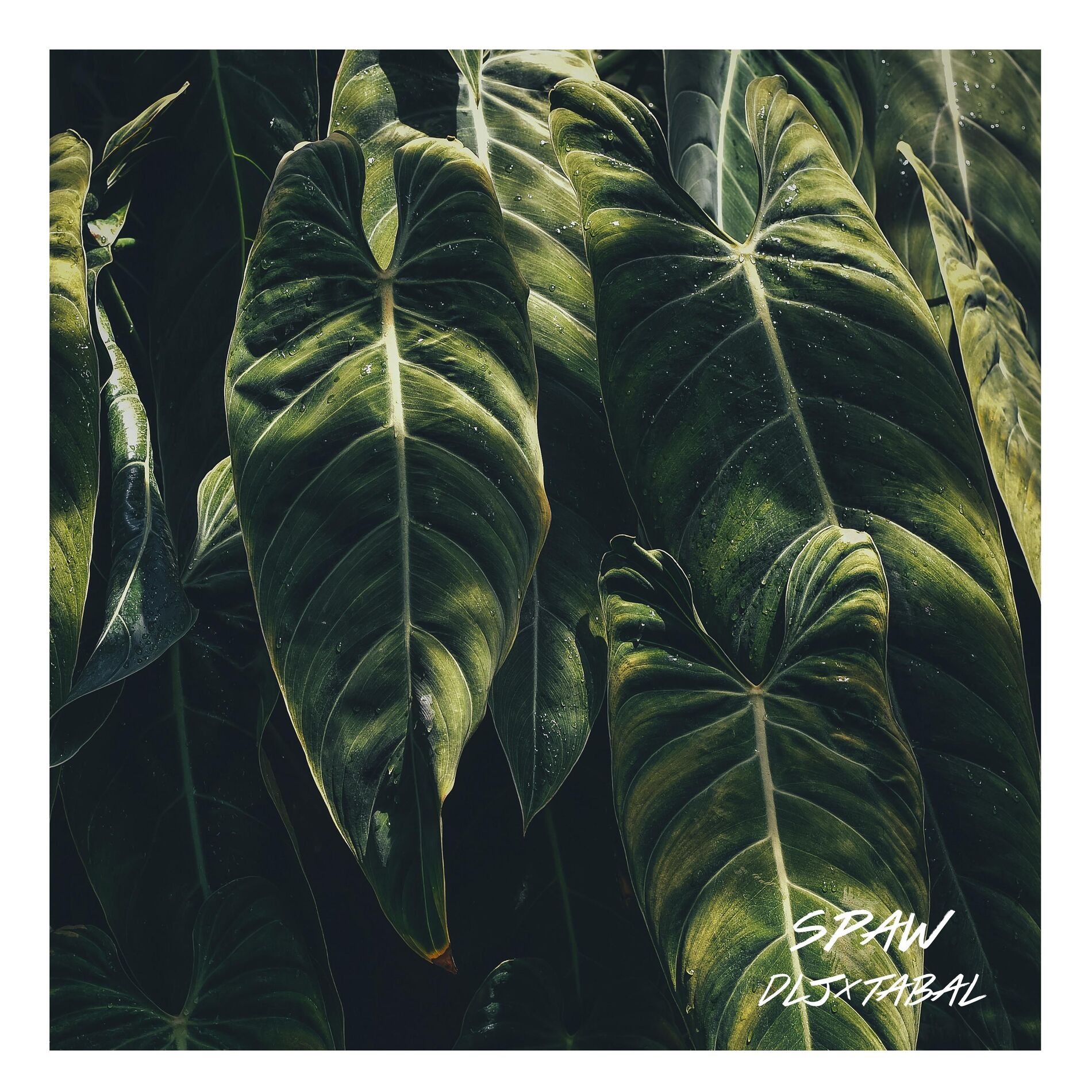 Album cover of Spaw
